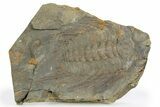 Spiny Selenopeltis Trilobite With Pos/Neg - Erfoud, Morocco #254471-1